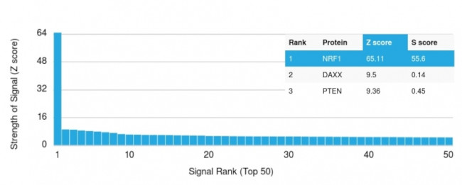 NRF1 Antibody in Peptide array (ARRAY)