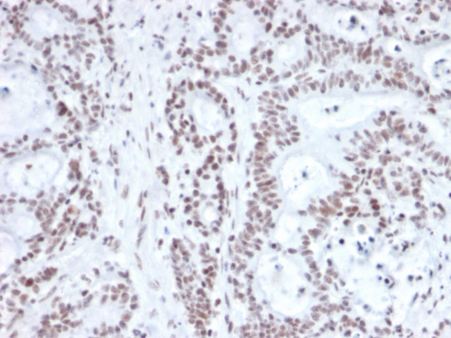 NRF1 Antibody in Immunohistochemistry (Paraffin) (IHC (P))