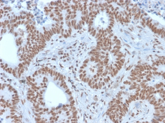 NRF1 Antibody in Immunohistochemistry (Paraffin) (IHC (P))