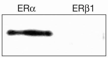 Estrogen Receptor alpha Antibody in Western Blot (WB)