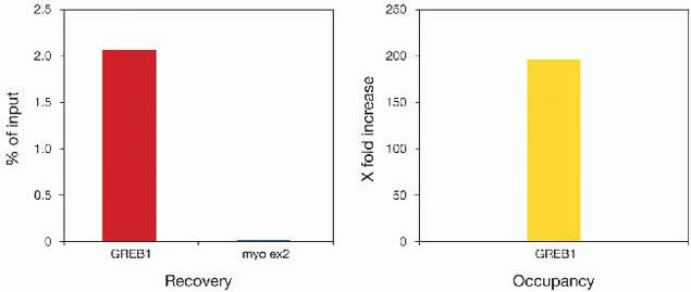 Estrogen Receptor alpha Antibody in ChIP Assay (ChIP)