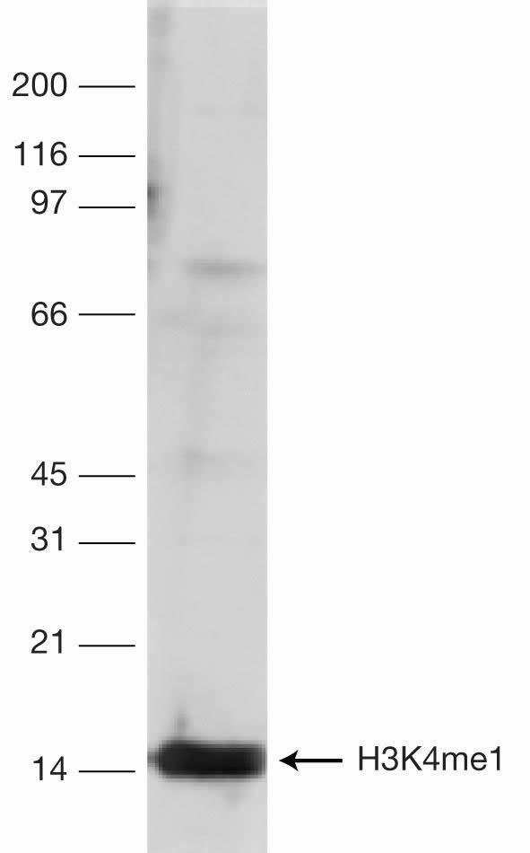 H3K4me1 Antibody in Western Blot (WB)