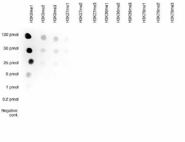 H3K9me1 Antibody in Dot Blot (DB)