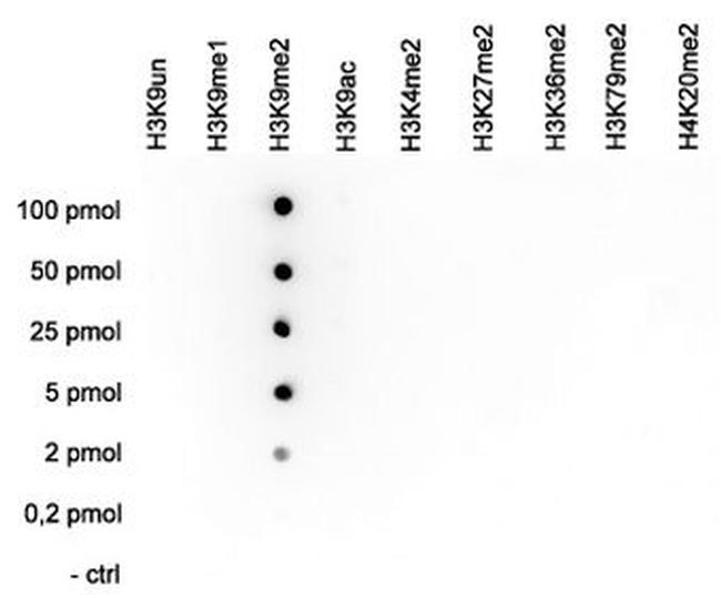 H3K9me2 Antibody in Dot Blot (DB)