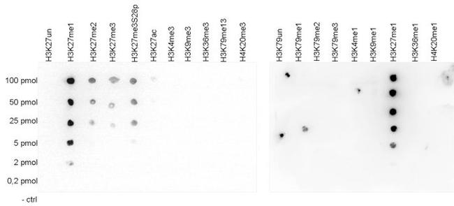 H3K27me1 Antibody in Dot Blot (DB)