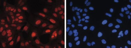 H3K27me1 Antibody in Immunocytochemistry (ICC/IF)