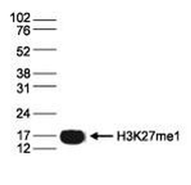 H3K27me1 Antibody in Western Blot (WB)