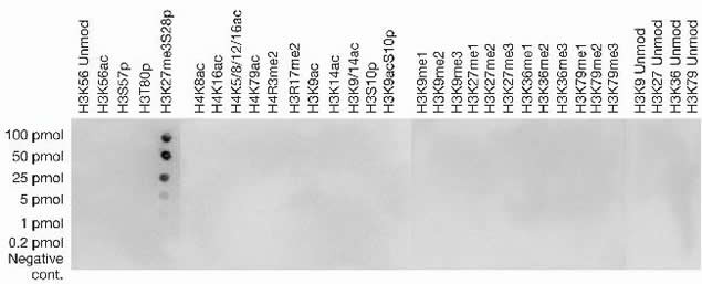 H3K27me3S28ph Antibody in Dot Blot (DB)