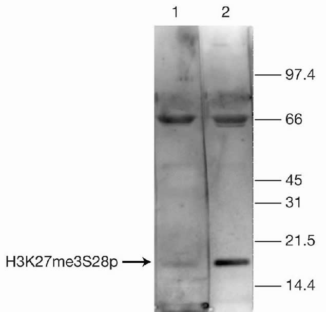 H3K27me3S28ph Antibody in Western Blot (WB)