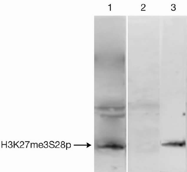 H3K27me3S28ph Antibody in Immunoprecipitation (IP)