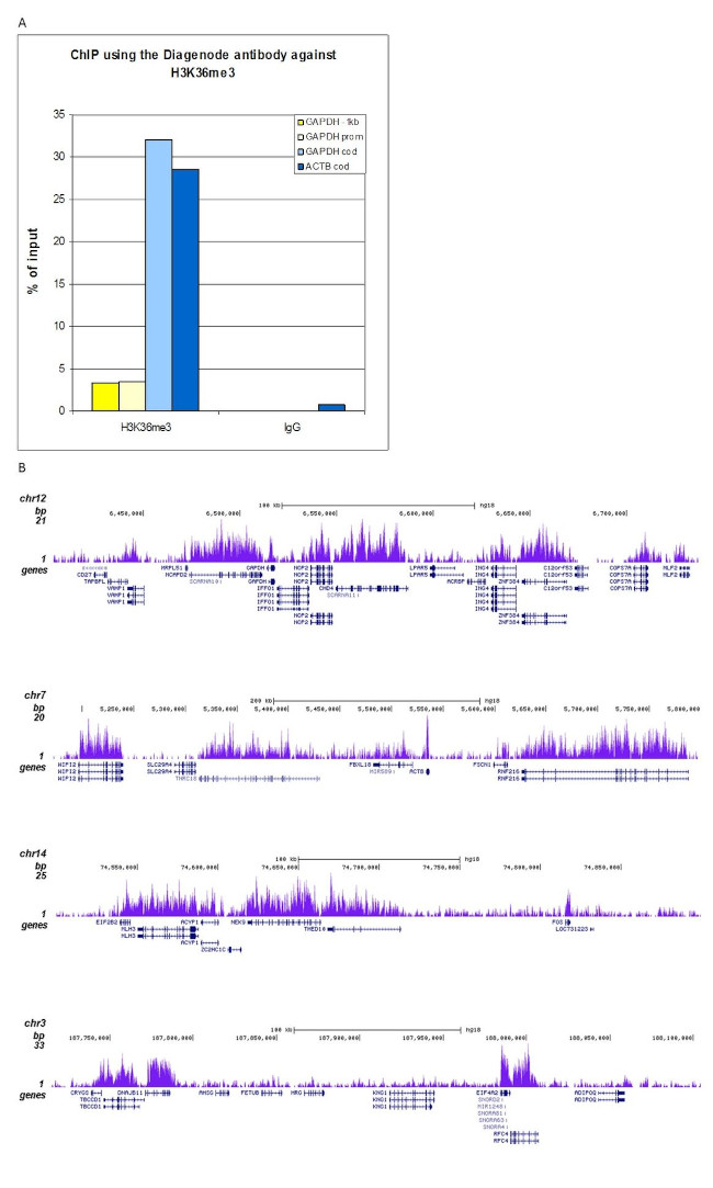 H3K36me3 Antibody in ChIP-Sequencing (ChIP-seq)