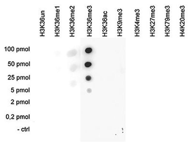 H3K36me3 Antibody in Dot Blot (DB)