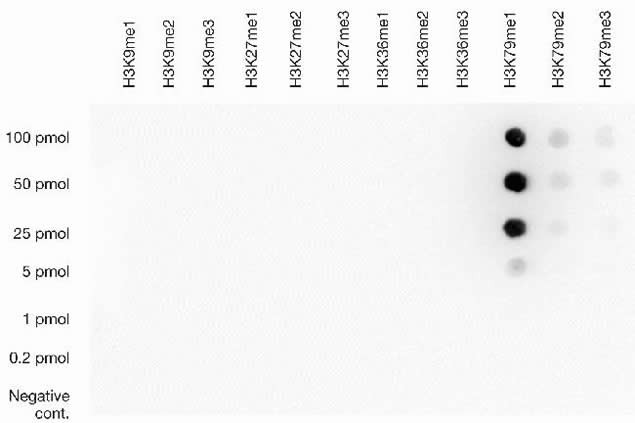 H3K79me1 Antibody in Dot Blot (DB)