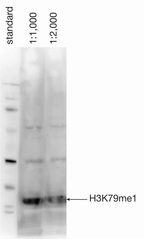 H3K79me1 Antibody in Western Blot (WB)