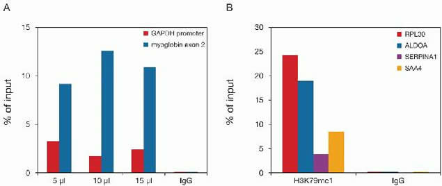 H3K79me1 Antibody in ChIP Assay (ChIP)