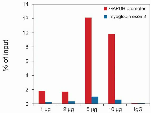 H3K79me3 Antibody in ChIP Assay (ChIP)