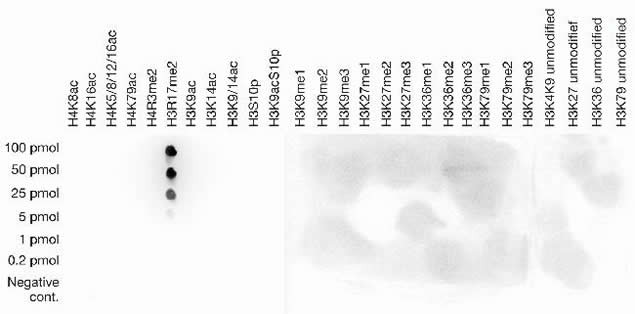 H3R17me2a Antibody in Dot Blot (DB)