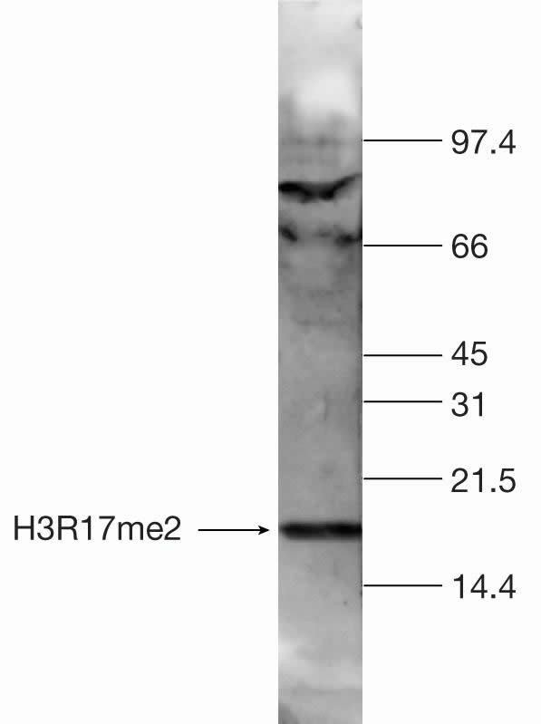 H3R17me2a Antibody in Western Blot (WB)