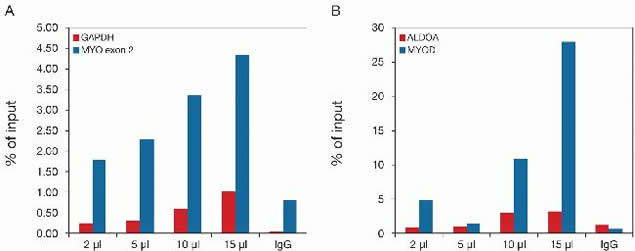 H3R17me2a Antibody in ChIP Assay (ChIP)