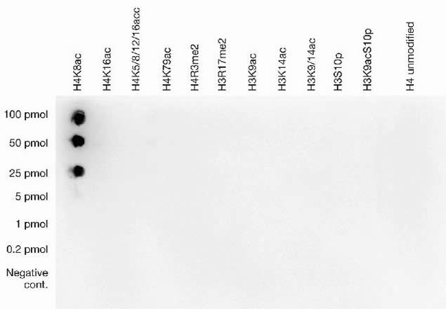 H4K8ac Antibody in Dot Blot (DB)