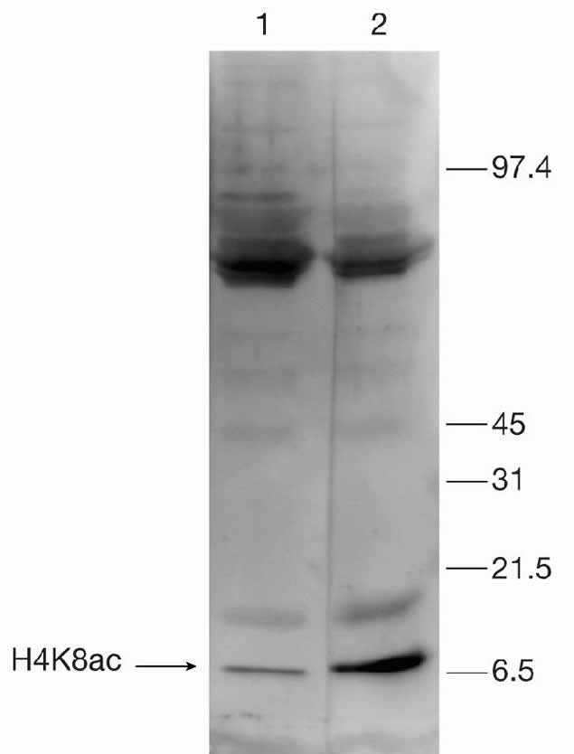 H4K8ac Antibody in Western Blot (WB)