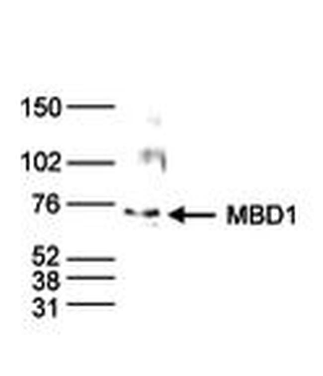 MBD1 Antibody in Western Blot (WB)