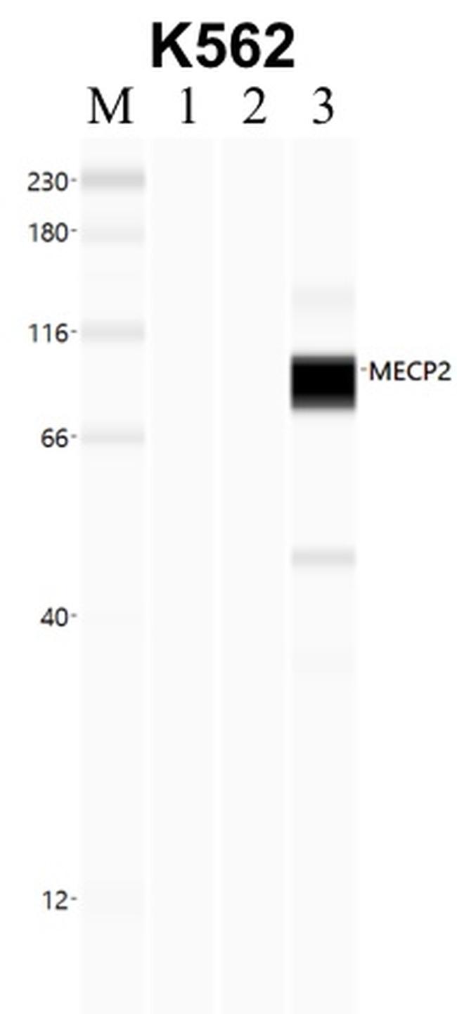 MECP2 Antibody in RNA Immunoprecipitation (RIP)