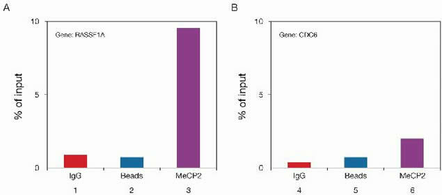 MECP2 Antibody in ChIP Assay (ChIP)