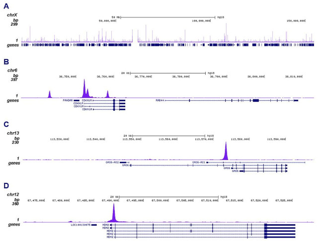 p53 Antibody in ChIP-Sequencing (ChIP-seq)