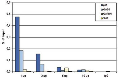 p53 Antibody in ChIP Assay (ChIP)