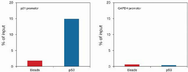 p53 Antibody in ChIP Assay (ChIP)