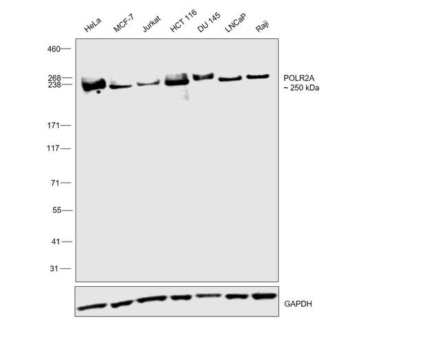 RNA pol II CTD Antibody in Western Blot (WB)
