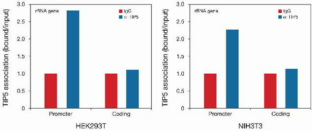 BAZ2A Antibody in ChIP Assay (ChIP)