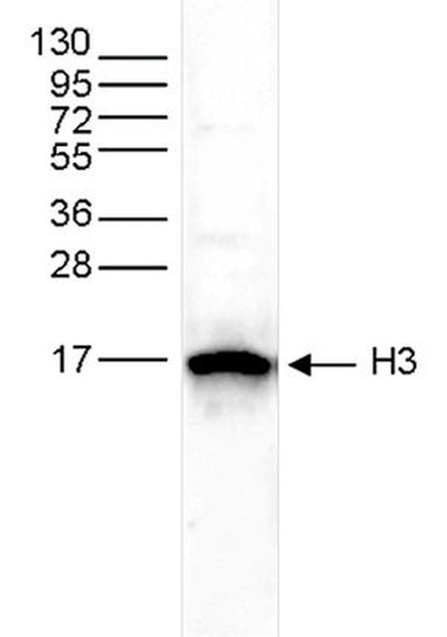 Histone H3 Antibody in Western Blot (WB)