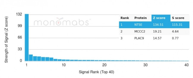 CD73 (Immuno-Oncology Target) Antibody in Peptide array (ARRAY)