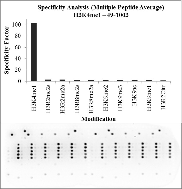 H3K4me1 Antibody in Peptide array (Array)