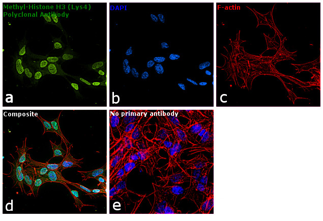 H3K4me1 Antibody in Immunocytochemistry (ICC/IF)