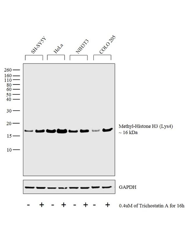 H3K4me1 Antibody in Western Blot (WB)