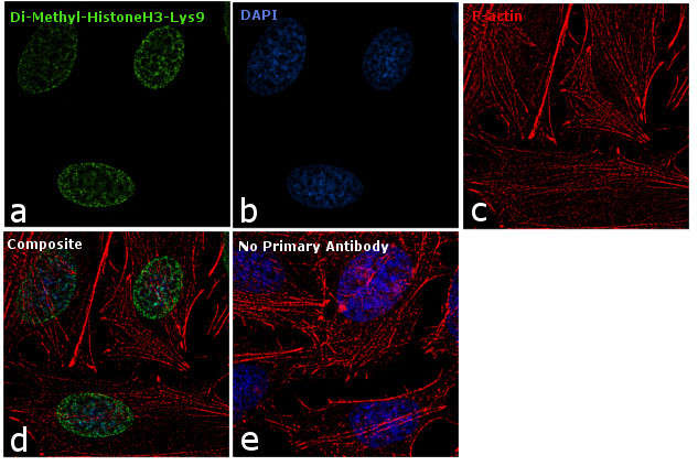 H3K9me2 Antibody in Immunocytochemistry (ICC/IF)