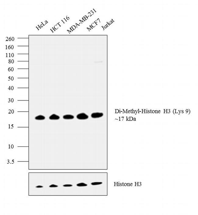 H3K9me2 Antibody in Western Blot (WB)