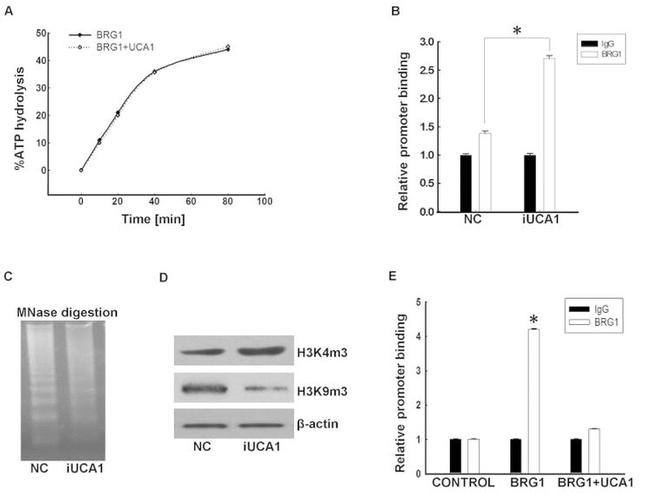 H3K9me3 Antibody in Western Blot (WB)