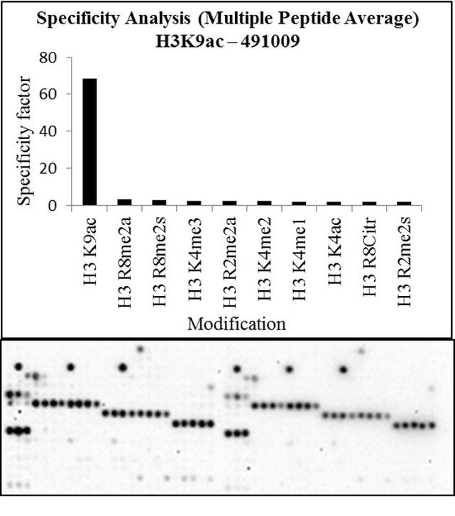 H3K9ac Antibody in Peptide array (Array)