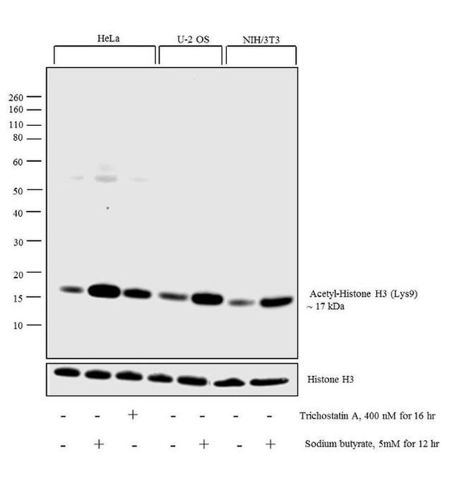 H3K9ac Antibody in Western Blot (WB)