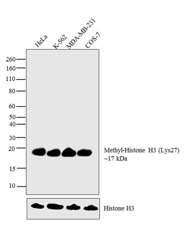 H3K27me1 Antibody in Western Blot (WB)
