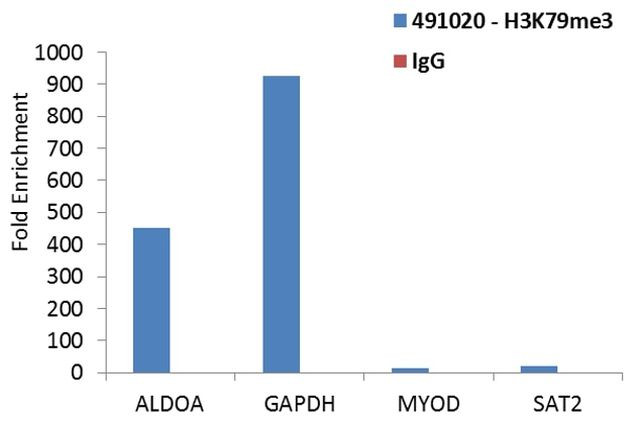 H3K79me3 Antibody