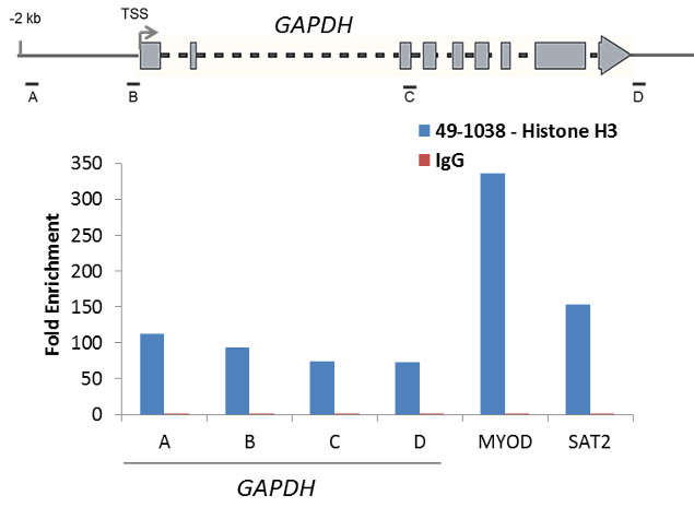 Histone H3 Antibody