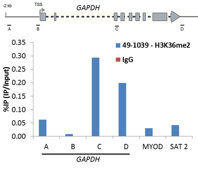 H3K36me2 Antibody in ChIP Assay (ChIP)