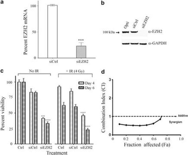 EZH2 Antibody in Western Blot (WB)