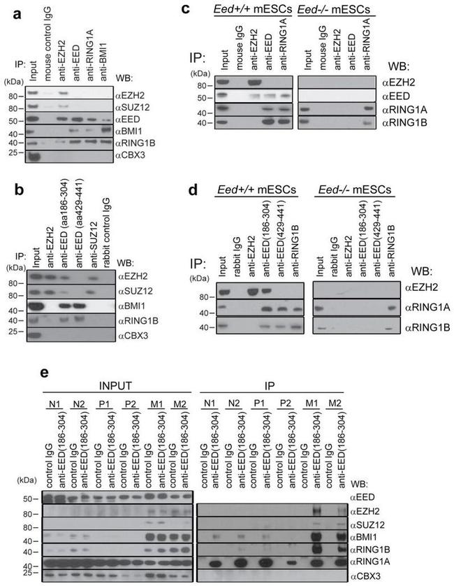 EZH2 Antibody in Western Blot (WB)