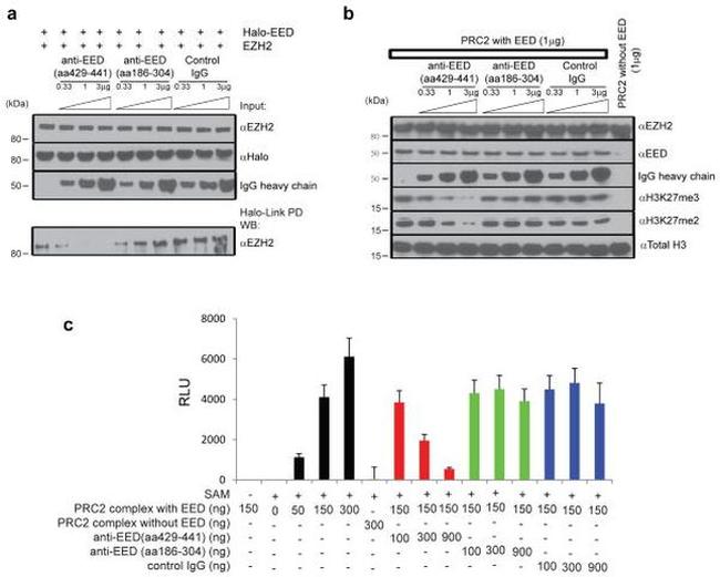 EZH2 Antibody in Western Blot (WB)